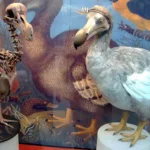 il dodo, l'uccello che perse le ali