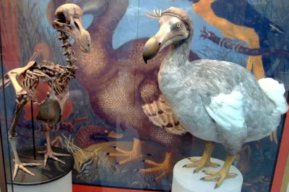 il dodo, l'uccello che perse le ali