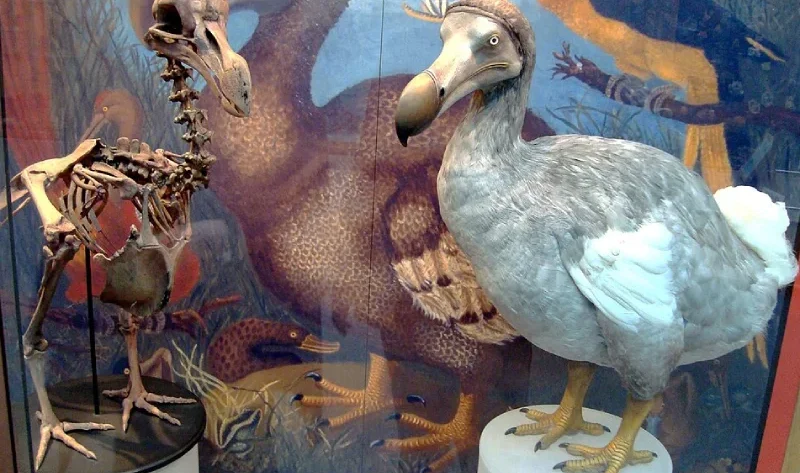 il dodo, l'uccello che perse le ali