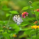 il nostro giardino interiore